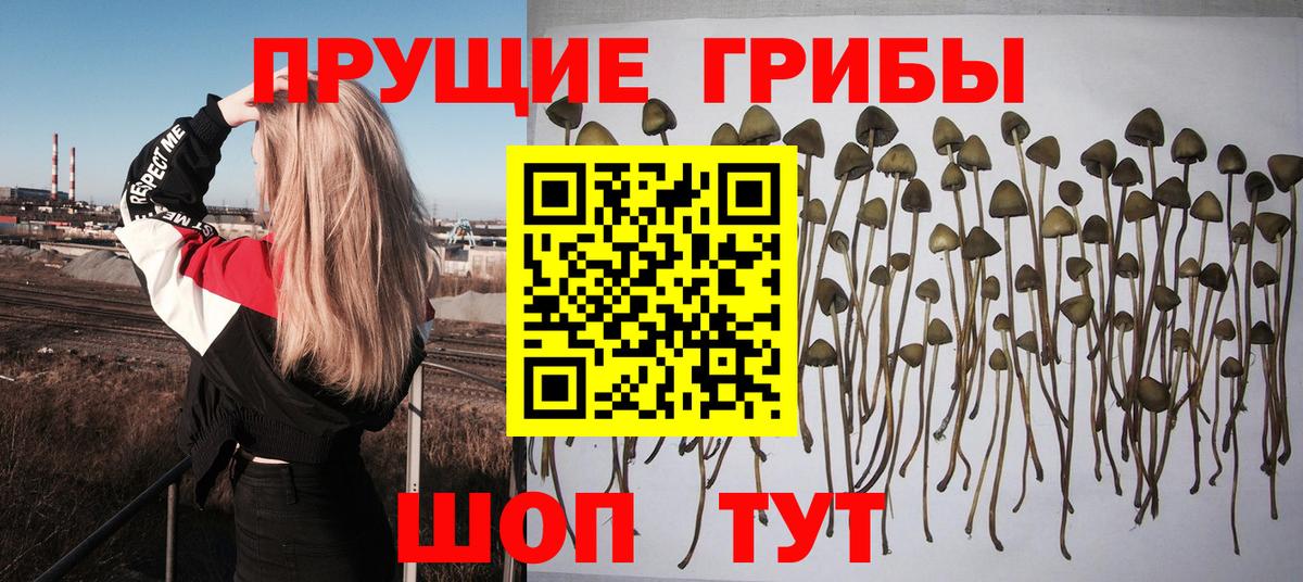 Псилоцибиновые грибы Psilocybe Самара